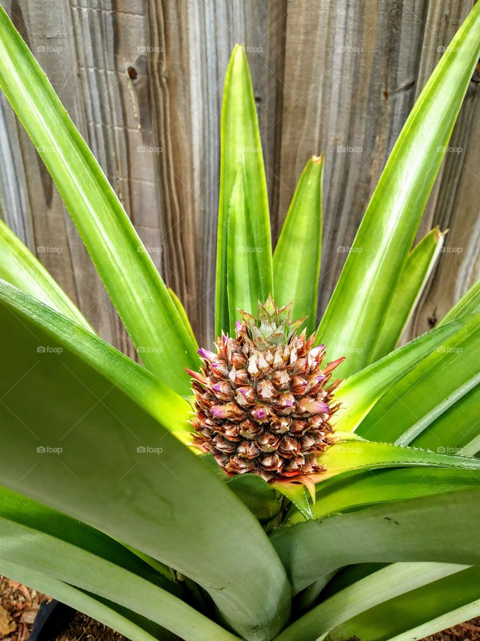 pineapple Plant
