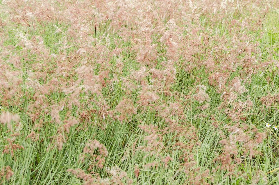 Blooming Grass Texture