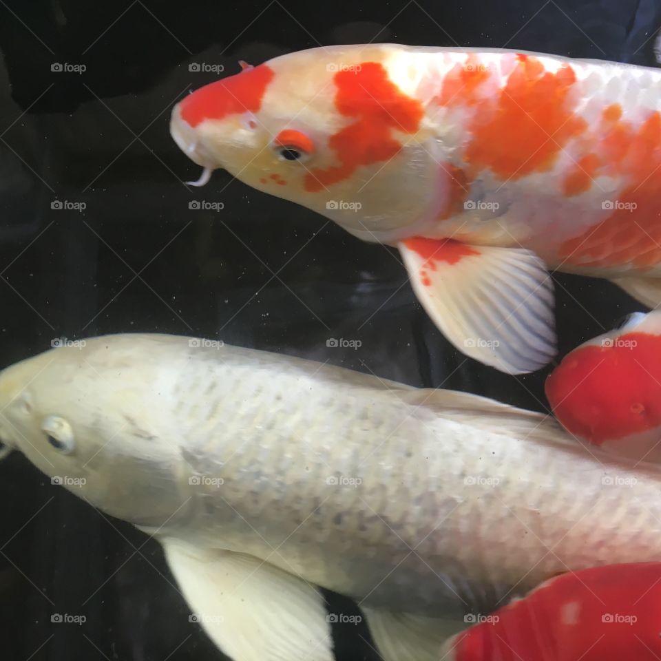 Koi