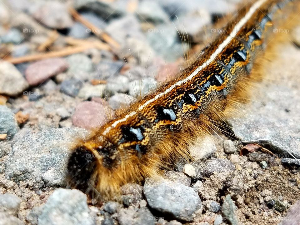 close-up of caterpillar traveling across gravel