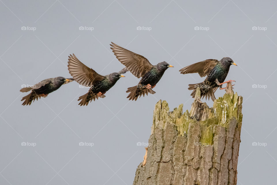 Starling landing sequence maneuver. Sturnus vulgaris.