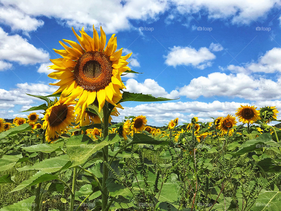 Sunflowers at Totoket Farm