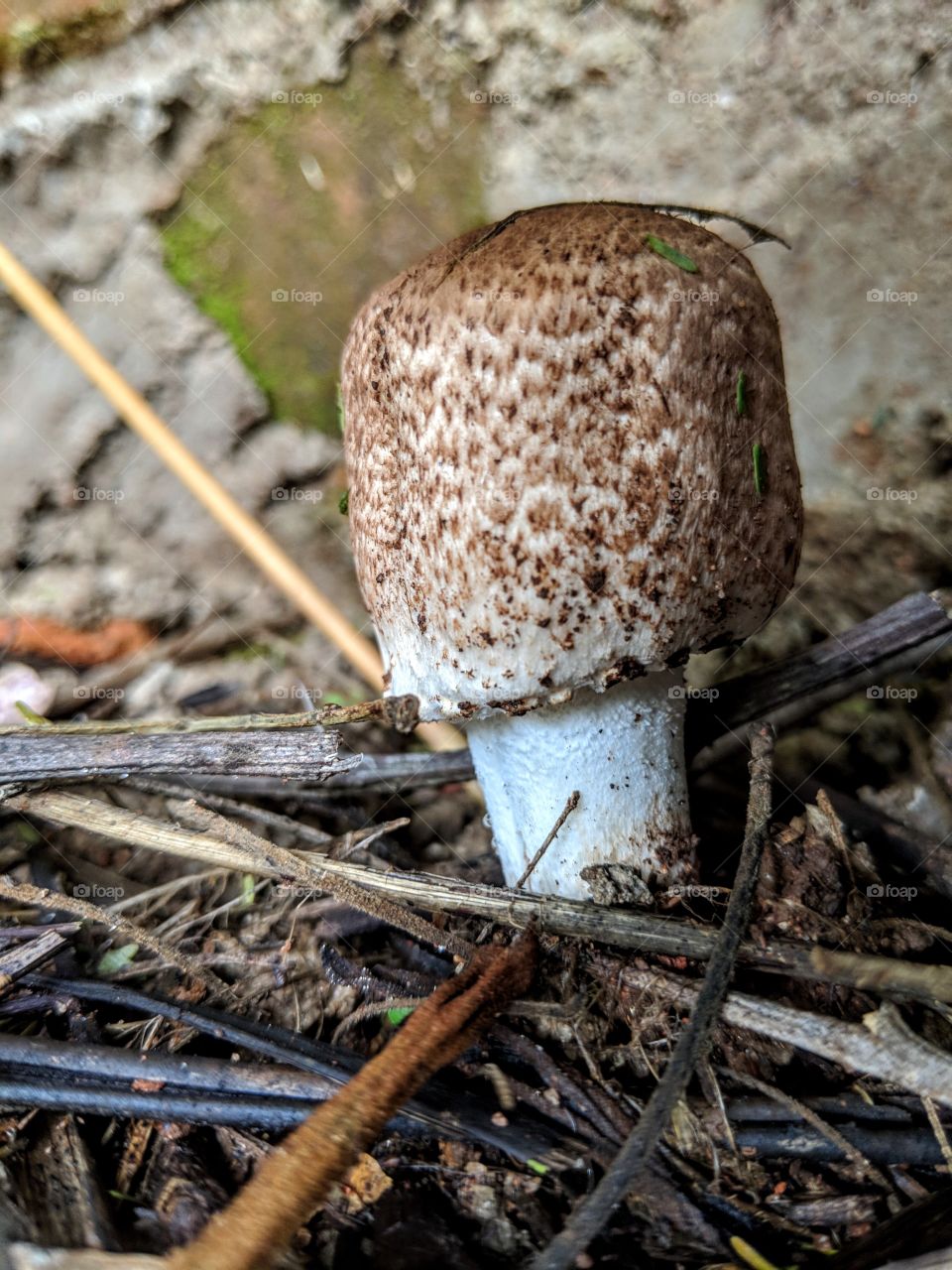 Fungus, Nature, No Person, Wood, Mushroom