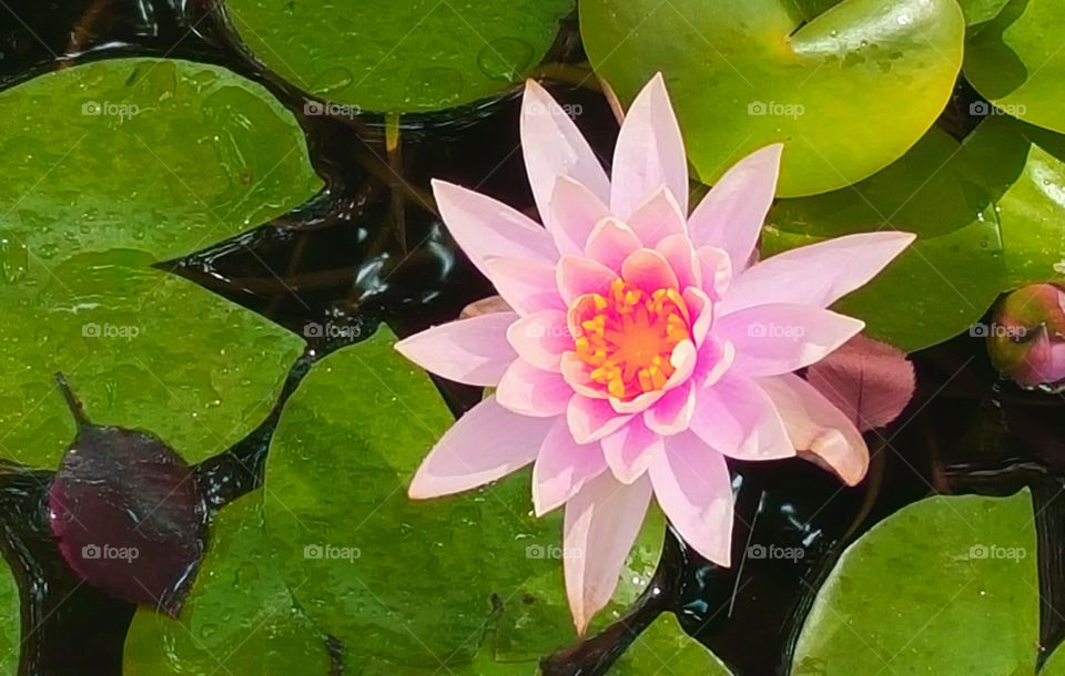 Pink water lily