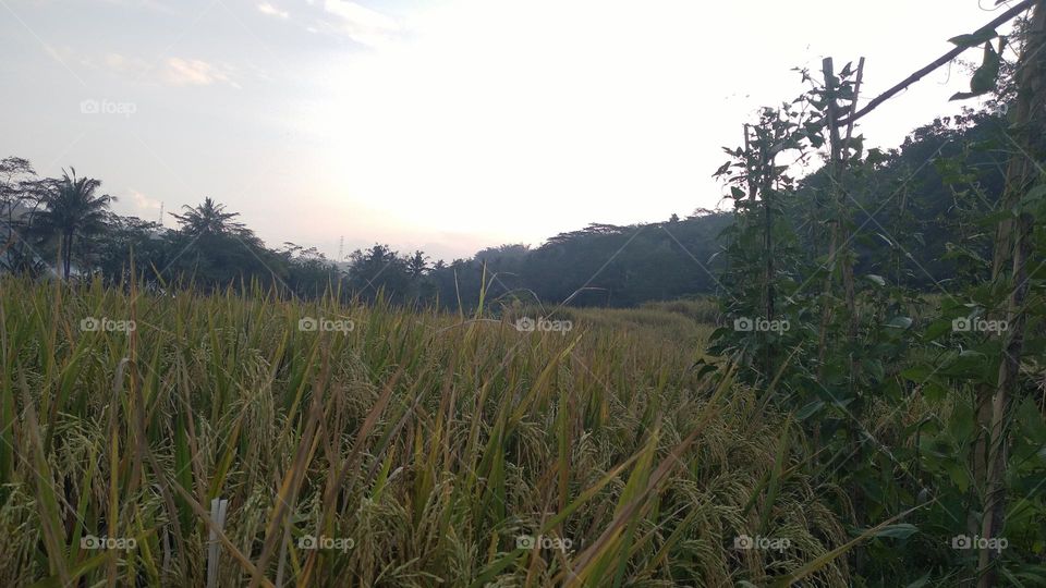 Beautiful view in the afternoon in the rice fields