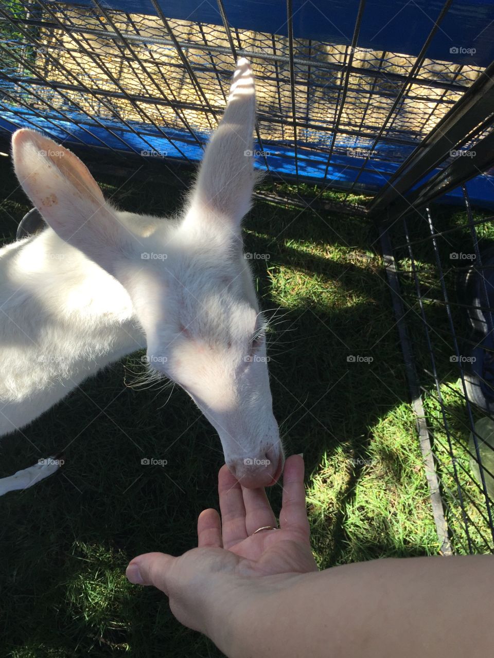 Albino fawn with lashes