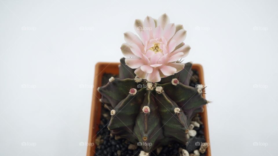 cactus flower evolution