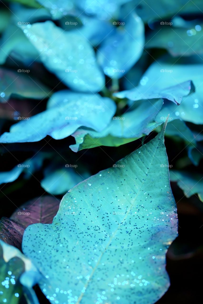 Blue Teal Turquoise Poinsettia Leaves For Christmas 