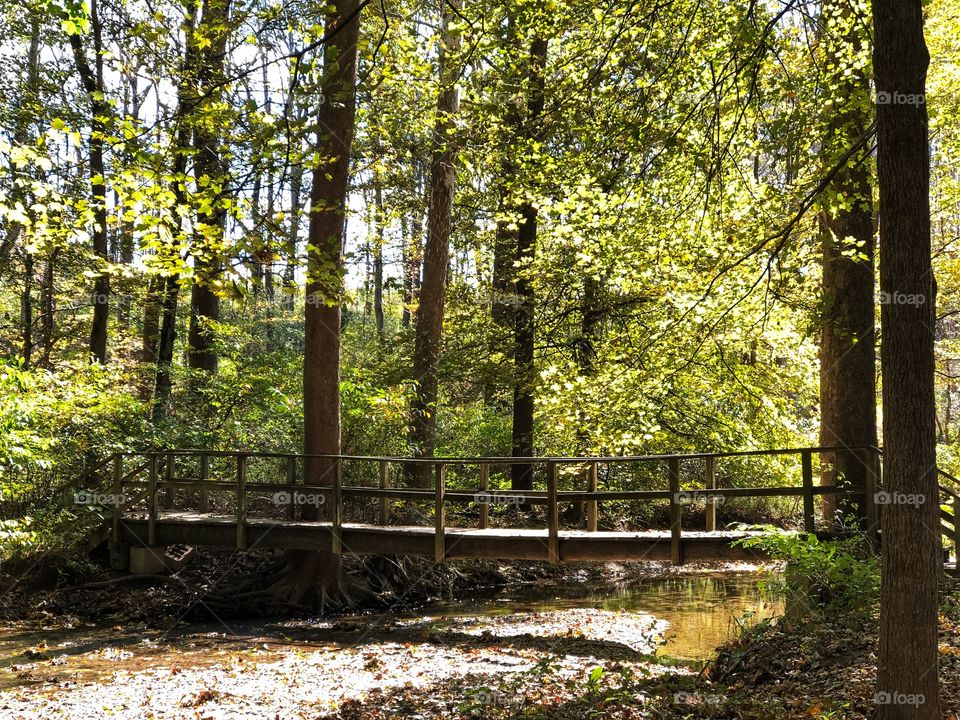 Bridge in the woods