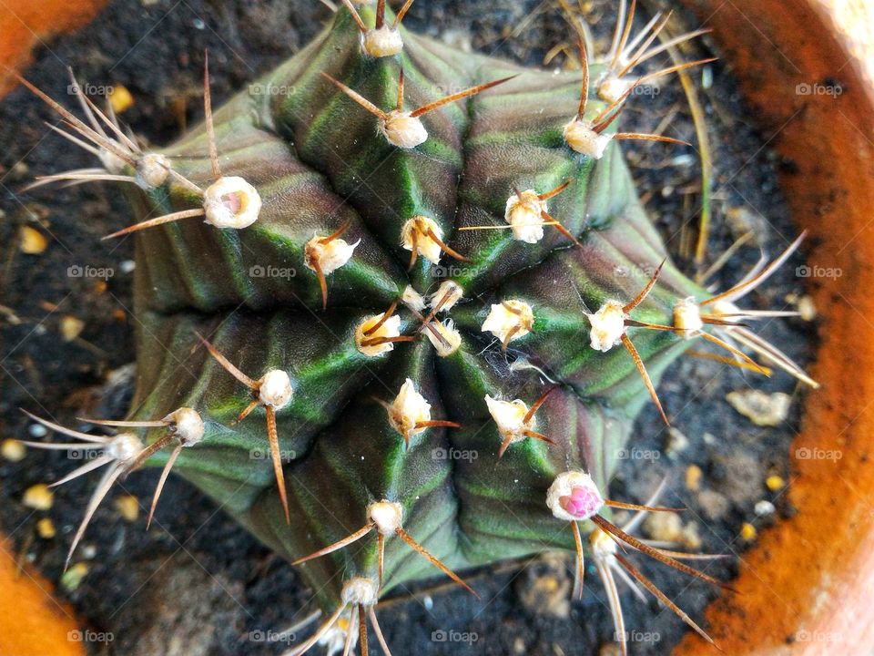 cactus plant