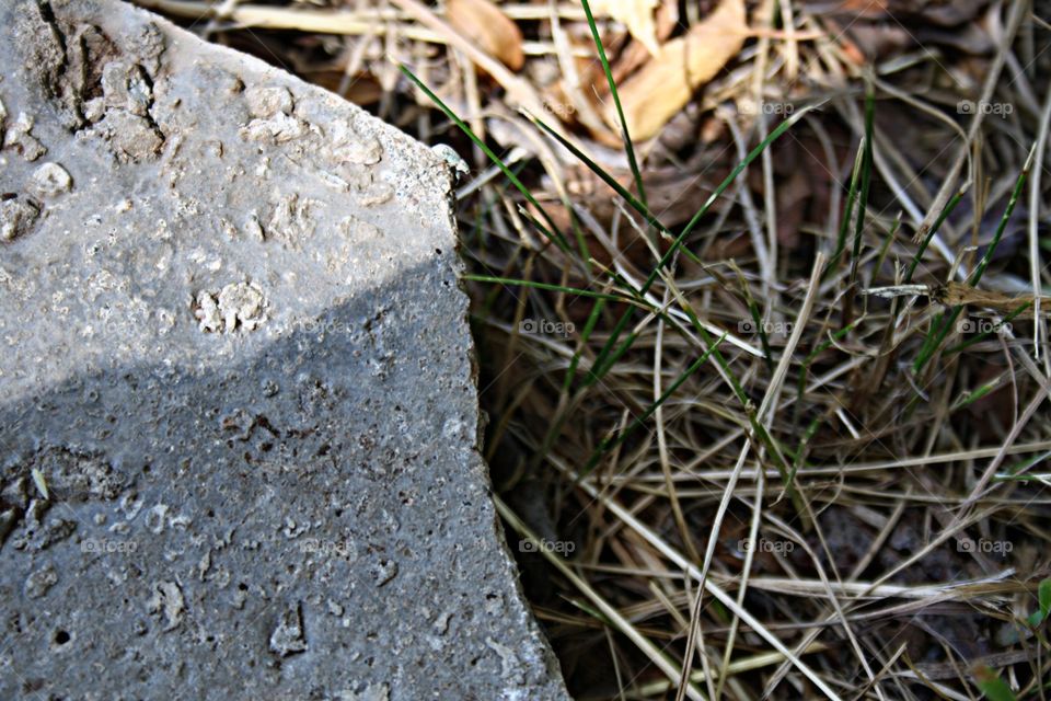 Beetle on stone