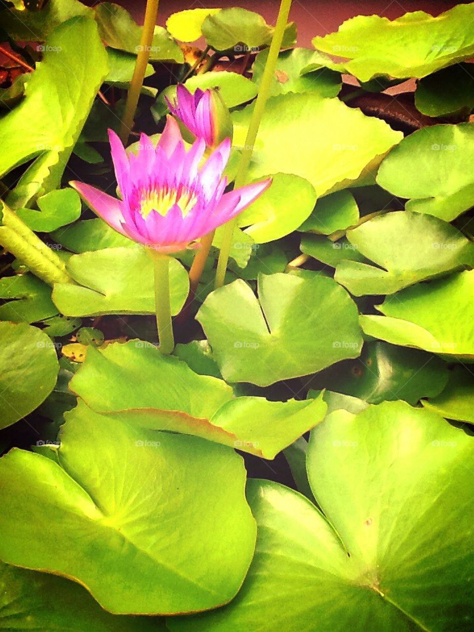 Beautiful lotus flower