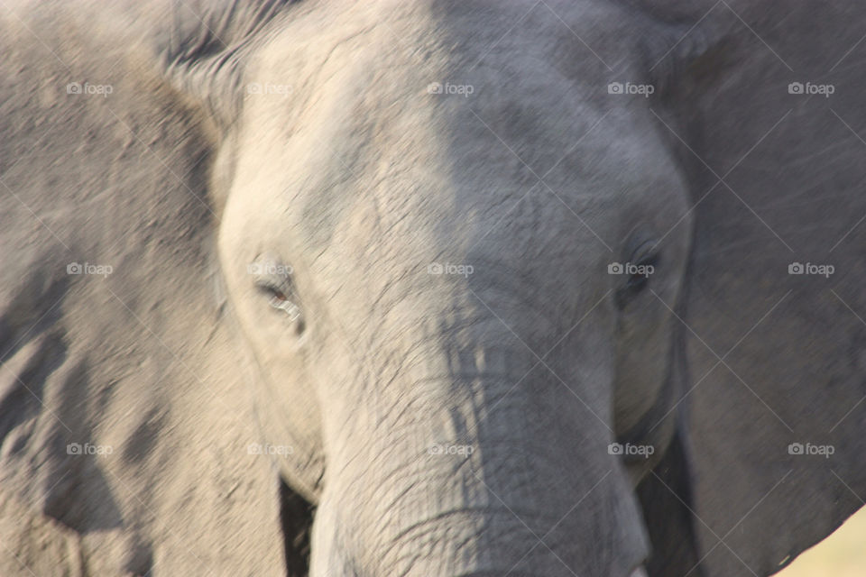 face elephant african masai mara. kenya. africa. by twickers