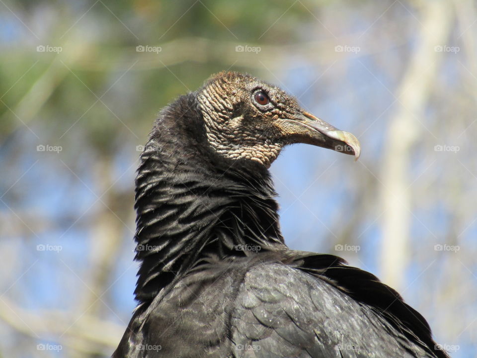 A big soft vulture that lives on my property.