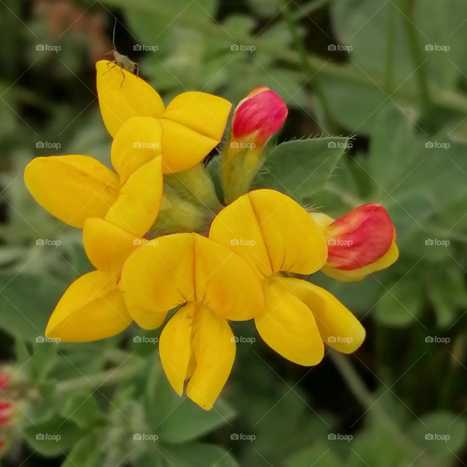 Yellow and red flowers