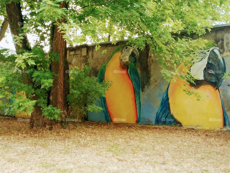 Parrots/mural/art/park