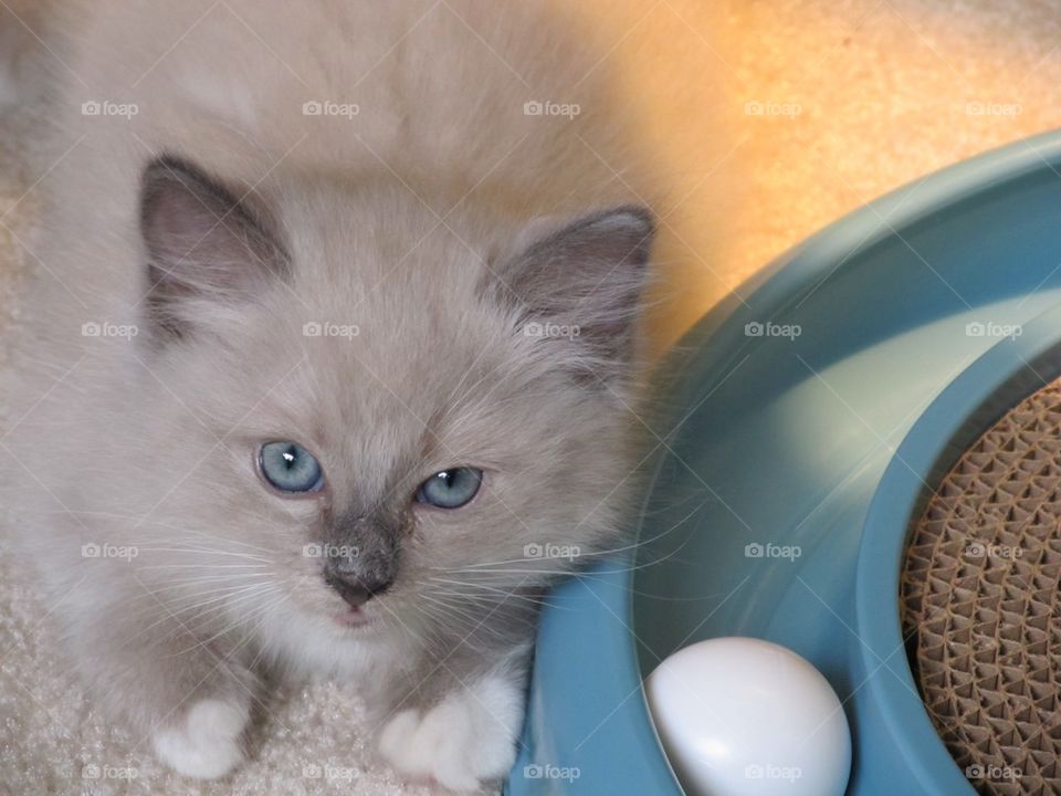 Gray kitten with toy