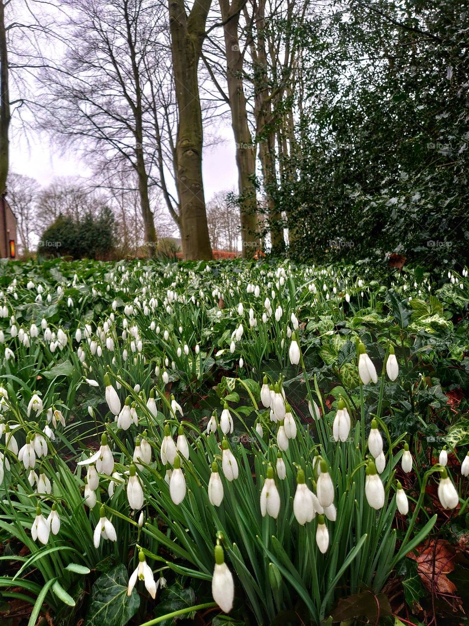 Spring snowflakes