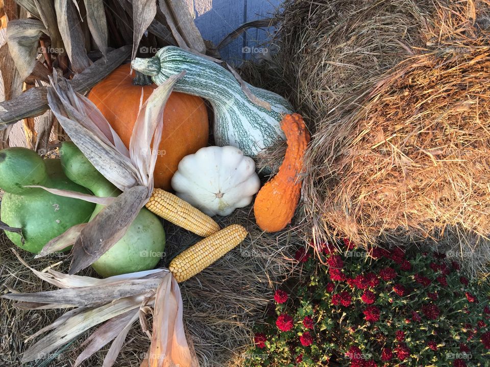 Vegetables in autumn