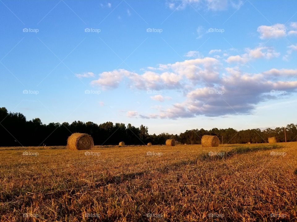 Farm Life