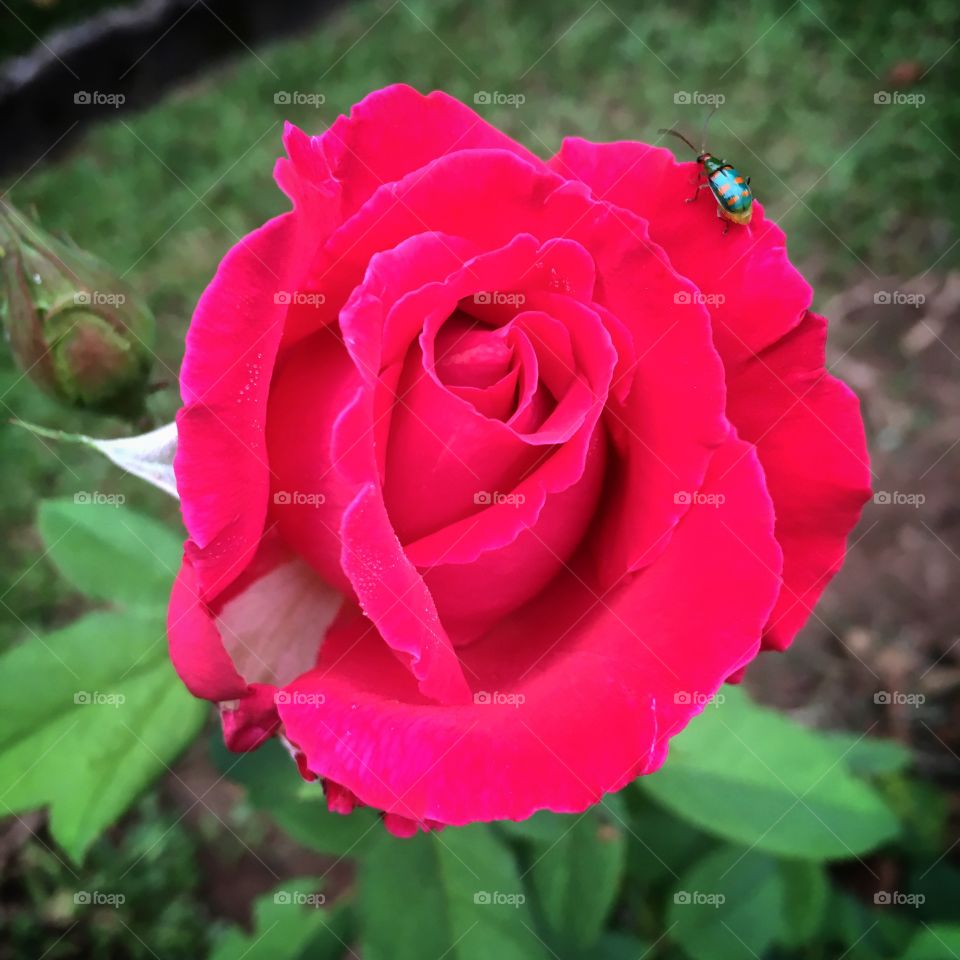 🌺 #Flores do nosso #jardim, para alegrar e embelezar nosso dia!
Ops: e essa 🐞?
🌹
#Jardinagem é nosso #hobby.
#flowers
#garden
#nature
#joaninha