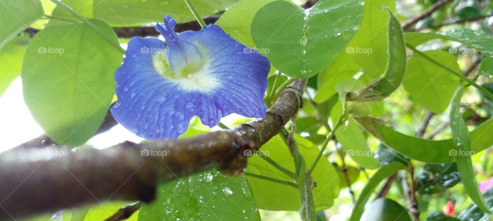 naturelove, beautiful flowers, blue flowers, green love
