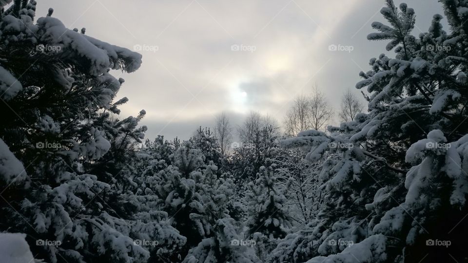 Snow covered with trees in winter