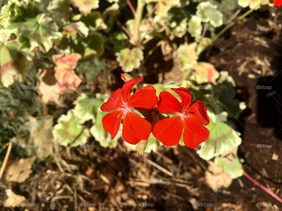 Red Flowers