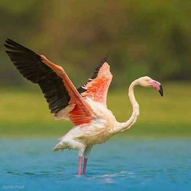 Goose
