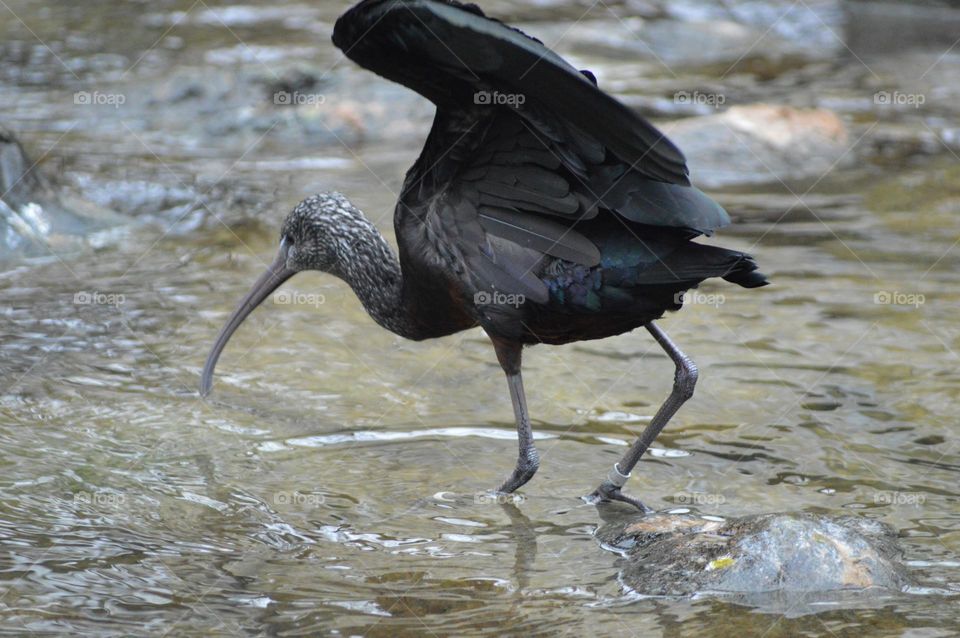 very large black bird looking for food in the water