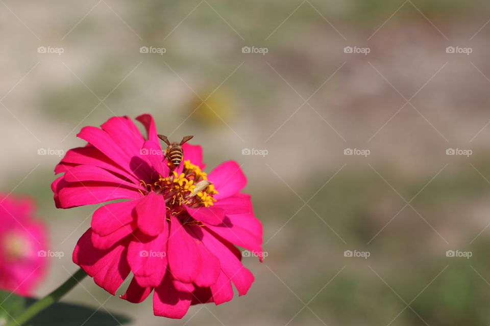 A wondeful flower with a bee flying around