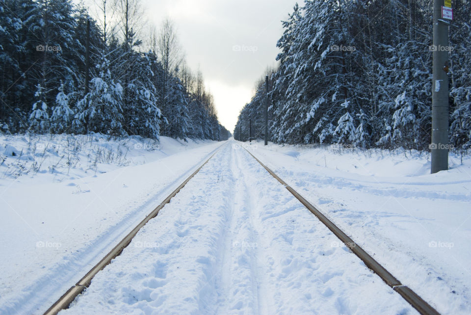 forest in winter. snow