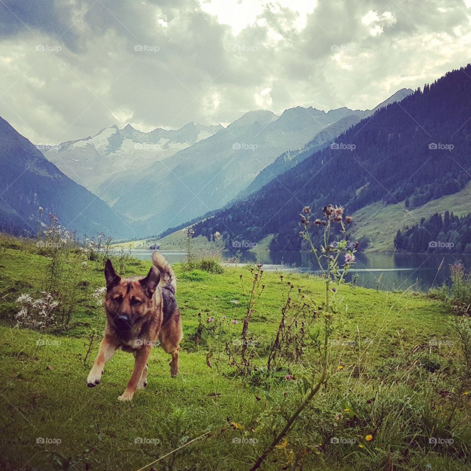 a happy dog on holiday in Zillertal