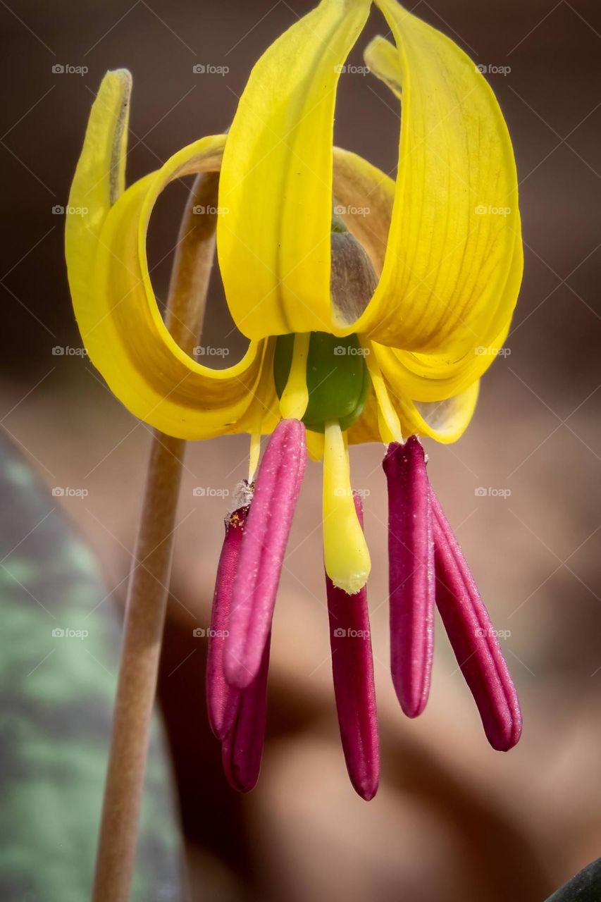 A native Dimpled Trout Lily shows off its beautiful spring attire. 