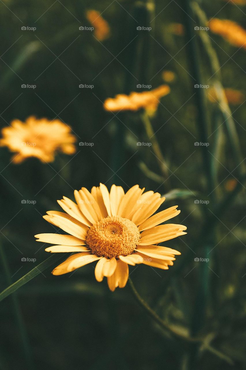 closeup flowers