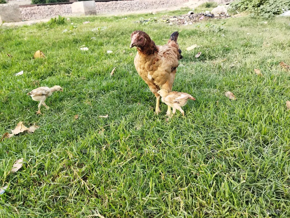 my aseel hen with chicks enjoy morning