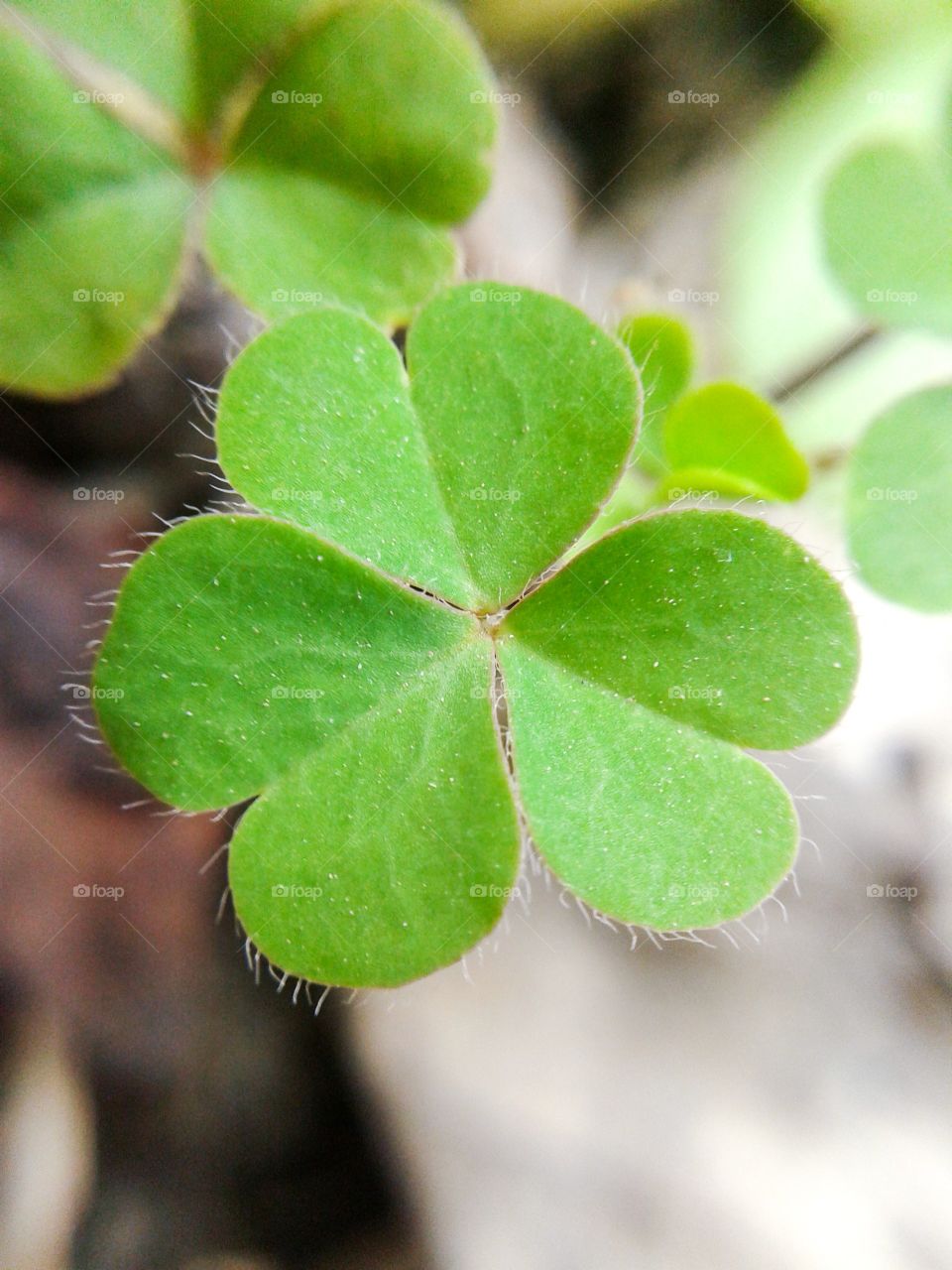 clover tree. clover tree in garden