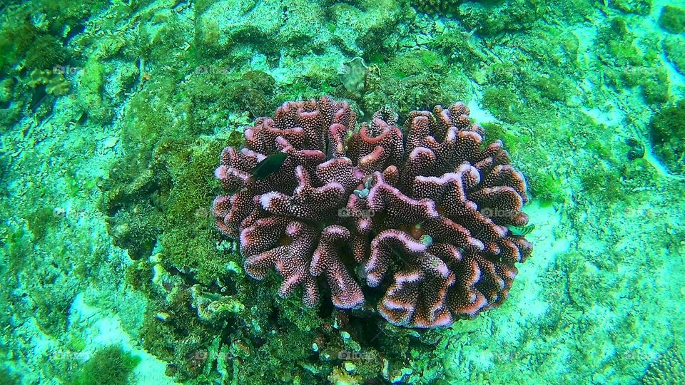 Sea corals 