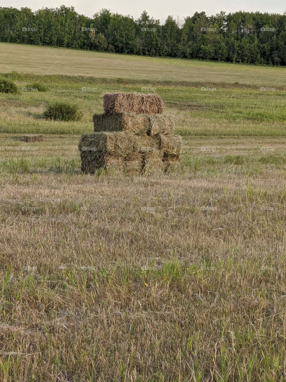 Hay Bales