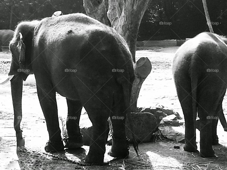 big animal. huge animal