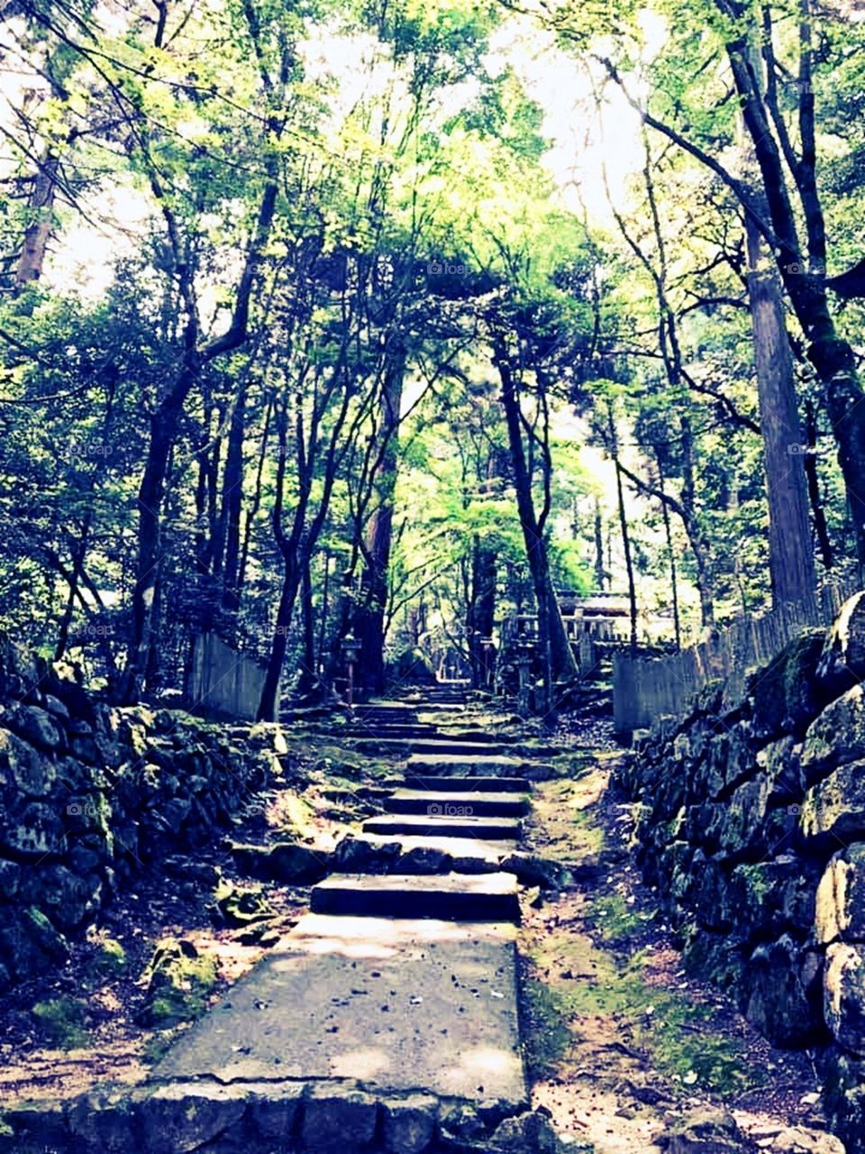 Footpath into the Majestic Woods!
