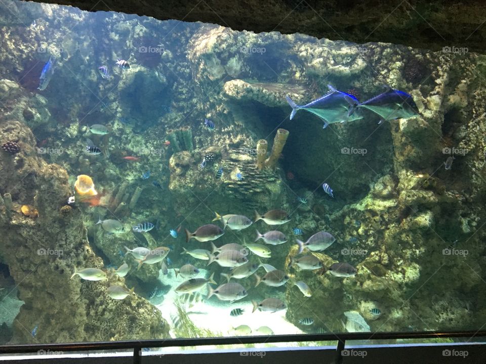 Fish under water 