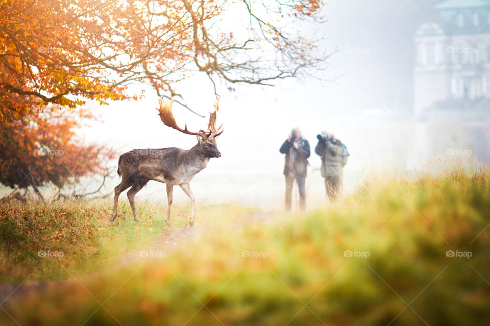 Deer, Outdoors, Fall, Nature, Grass