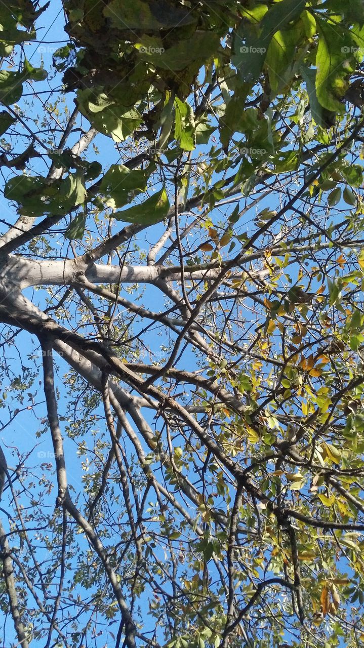 A beautiful scene of trees in the forest.