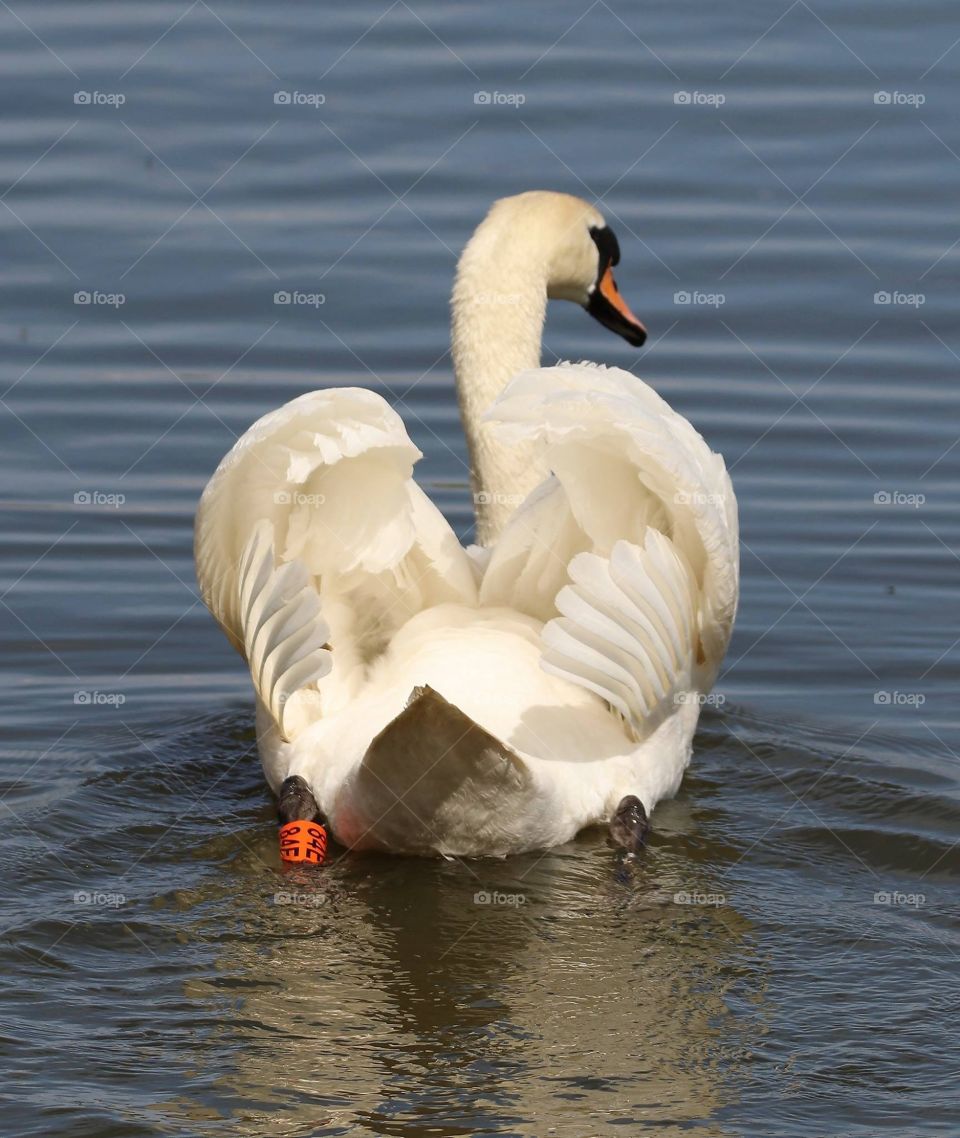  Beautiful swan
