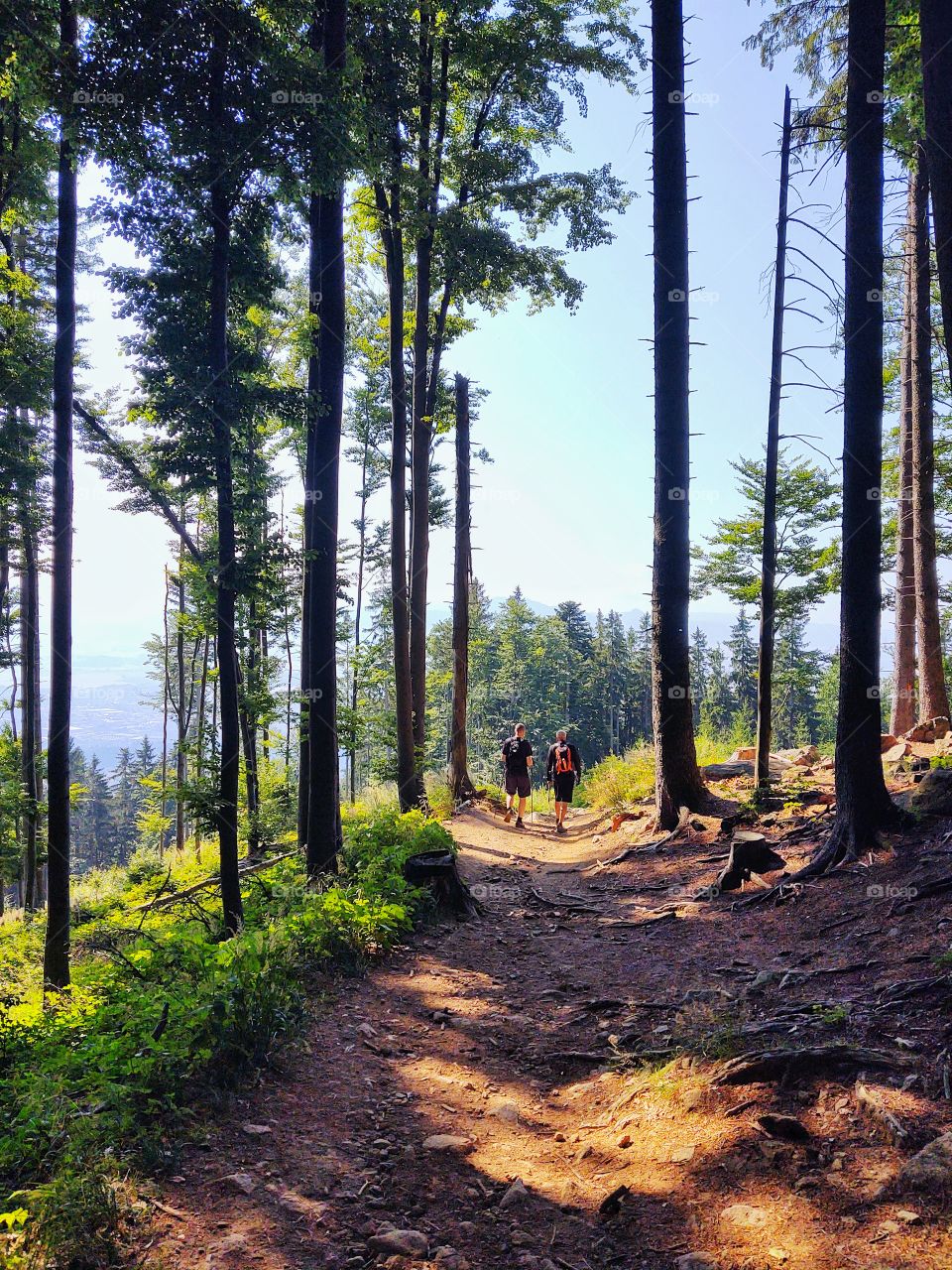 men walking in the forest during summer