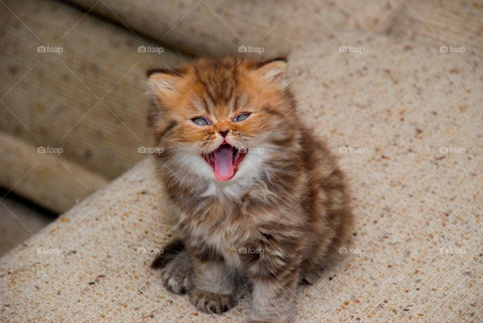 Chocolate Tabby Persian Laughing 