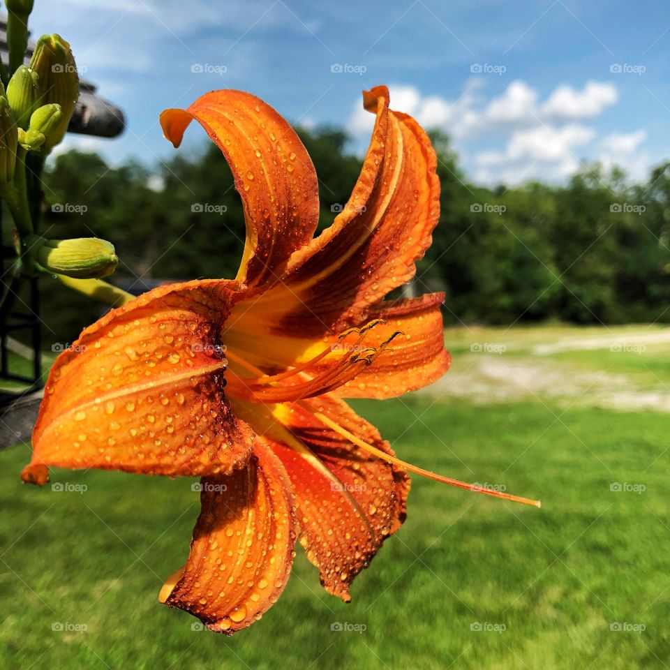 Rain drops on orange lily