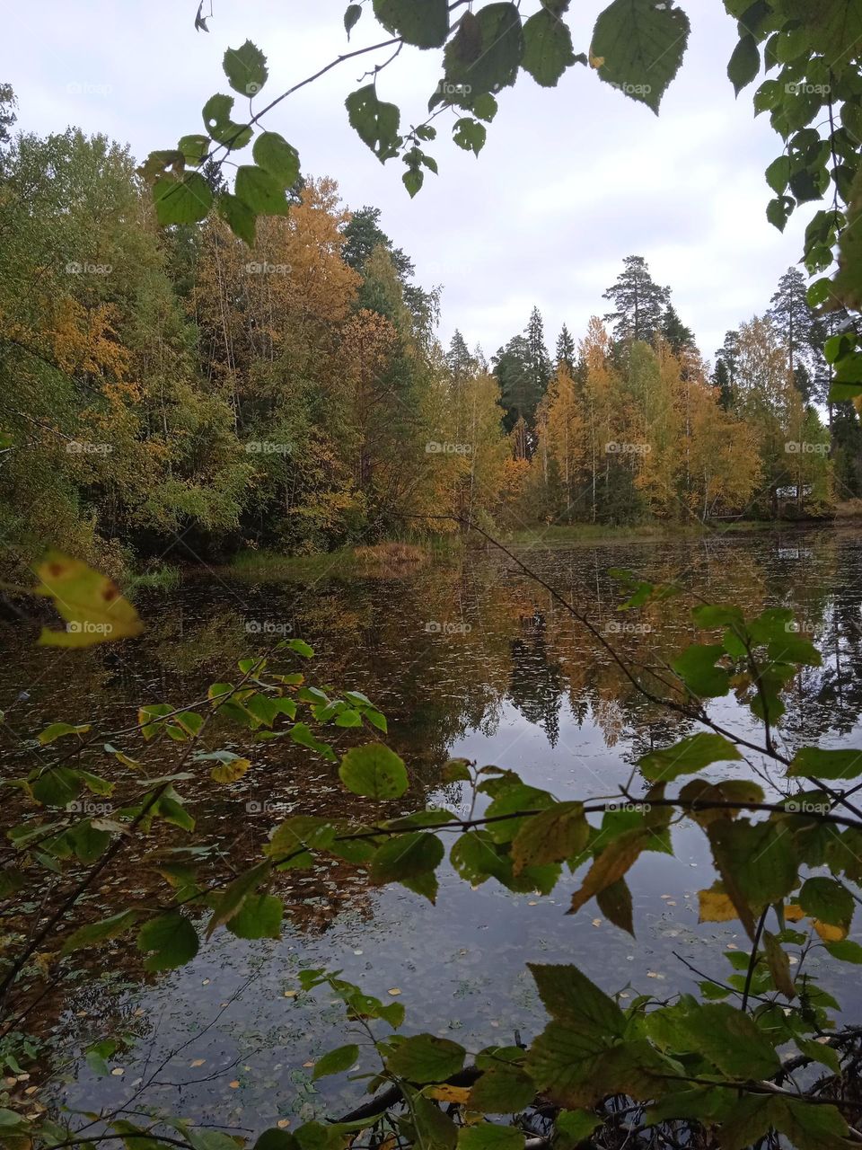 beautiful pond in the autumn forest