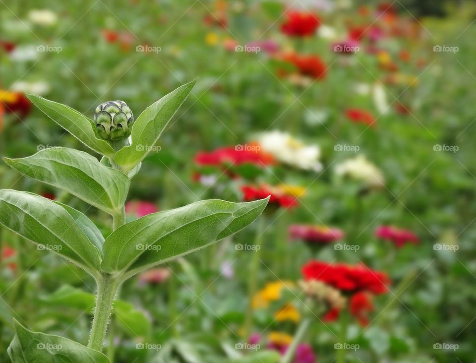 Field Of Wild Zinnia Flowers. Wildflowers Blooming On The California Coast